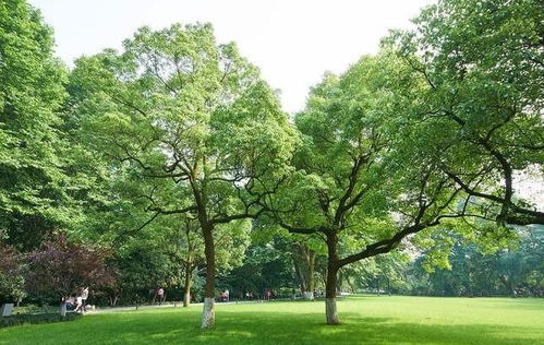 成都綠化苗木供應(yīng)批發(fā) 哪里性價比高與種植指南