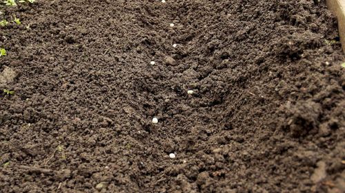 苗木種植反季節(jié)施工方案 樹木種植的突破與策略