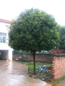 供應(yīng)各類綠化苗木桂花樹 優(yōu)質(zhì)廠商與指導價介紹