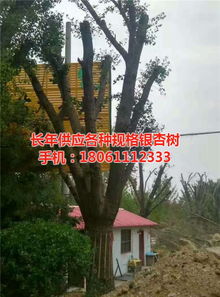 遠(yuǎn)森銀杏苗木種植專業(yè)合作社 深耕銀杏產(chǎn)業(yè)，從苗木到果實的全鏈條發(fā)展