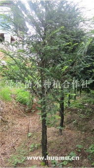 8公分南方紅豆杉 綠景苗木種植合作社的專業(yè)栽培與價值