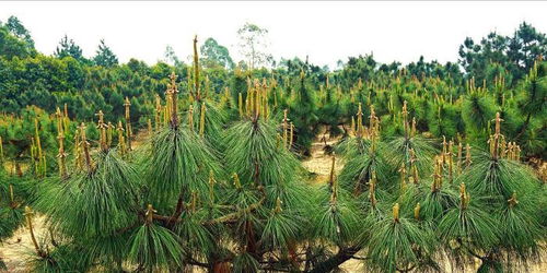 廣東推進國家林木種質資源庫建設 筑牢南粵生態(tài)屏障