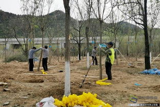 北京興延高速昌平段完成6600畝樹木栽植，構筑京北綠色生態(tài)走廊