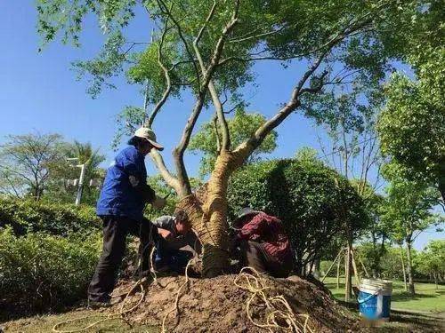 樹木移栽后的關鍵養(yǎng)護管理要點