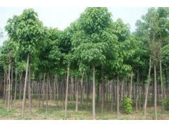 河南省太康縣國新苗木種植專業合作社 優質速生楸樹，規格齊全，大量供應